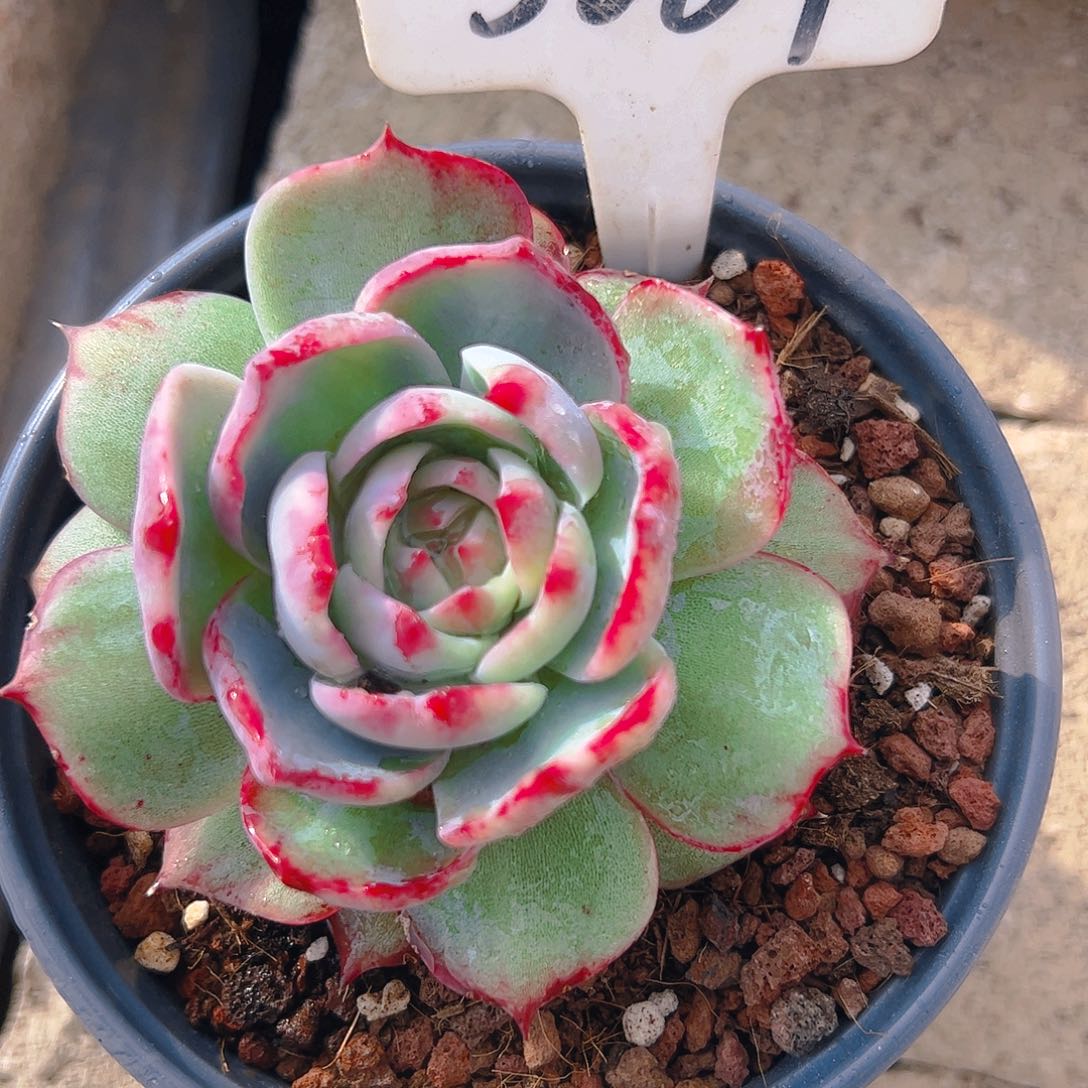 惊鸿仙子一物一拍5069号