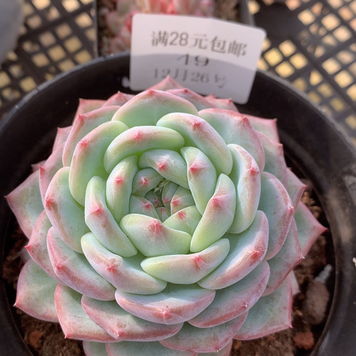 【闪购商品】云49号冰梦8厘米