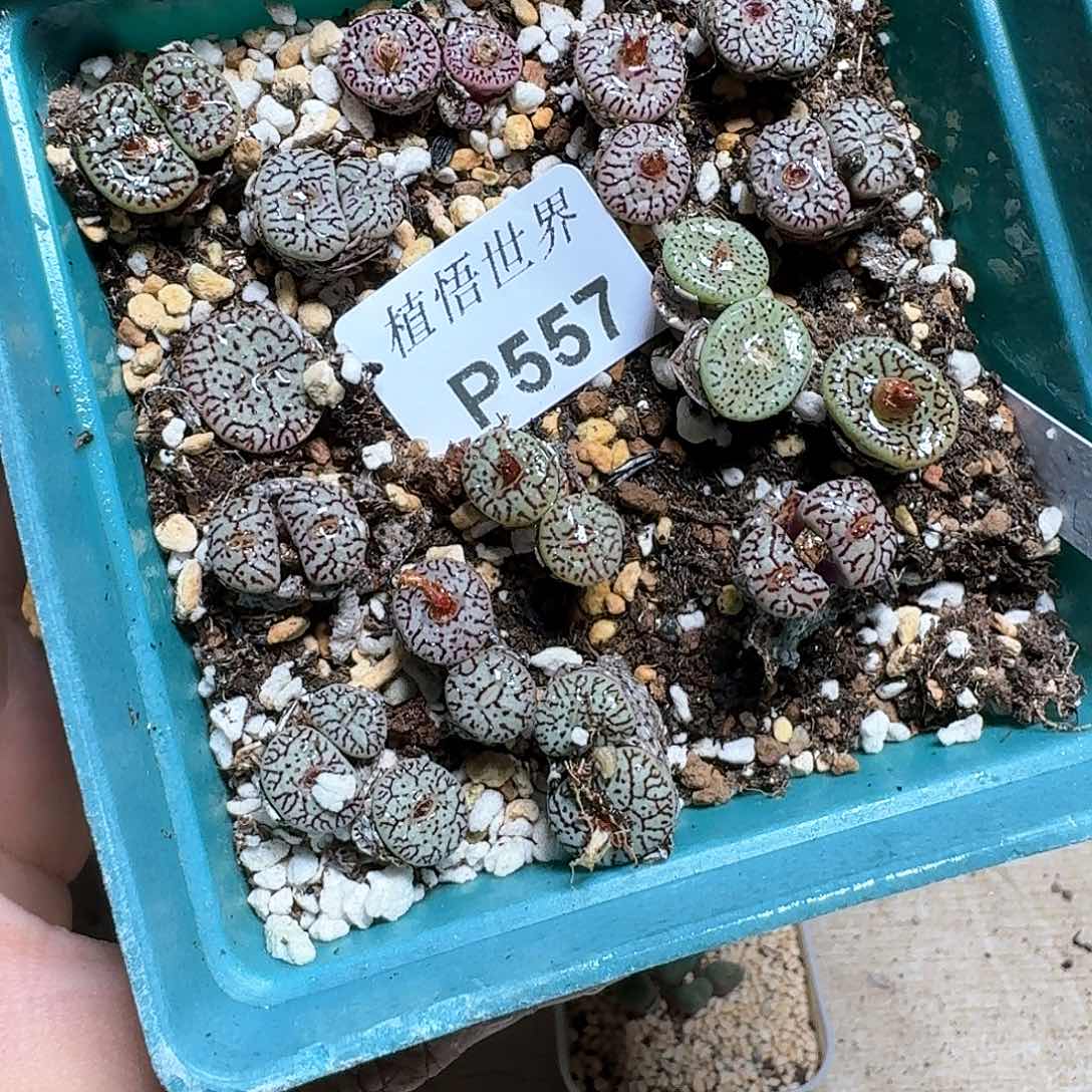 557盒多肉植物哇cv