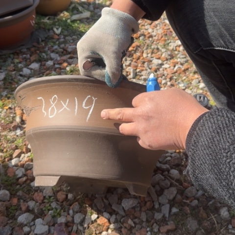 紫砂花盆紫砂花盆盆景盆栽