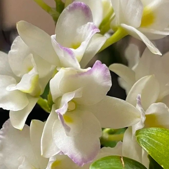 甜心公主  春石斛兰  花色独特  花香  好养形