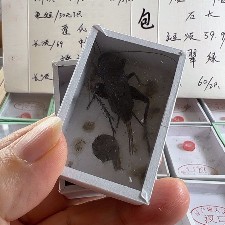 两只大翅黑虫好可爱