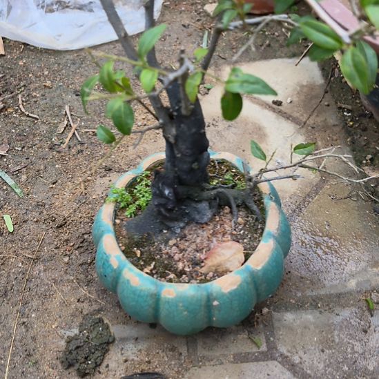 梁***9金豆子一个带盆发货