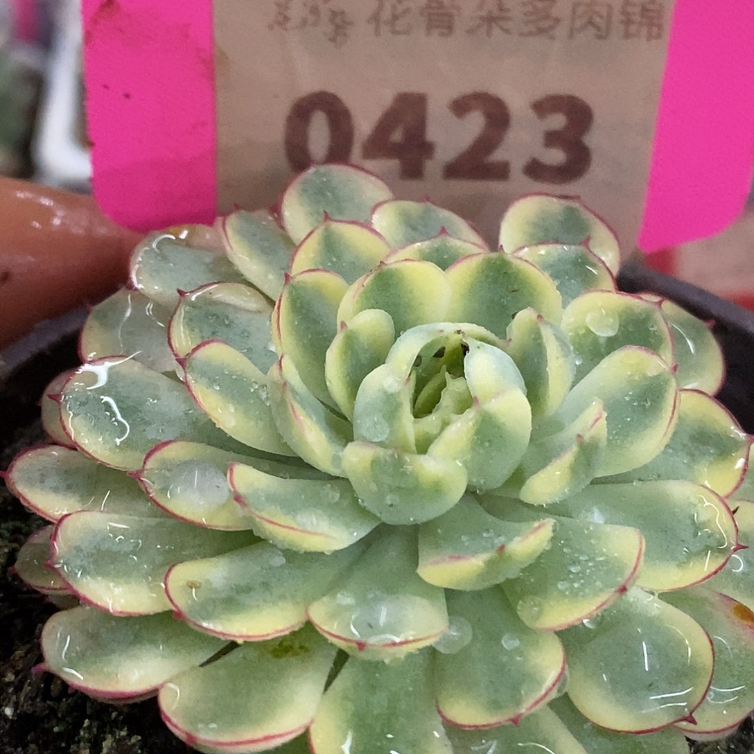 423梦幻哈哈哈哈哈哈
