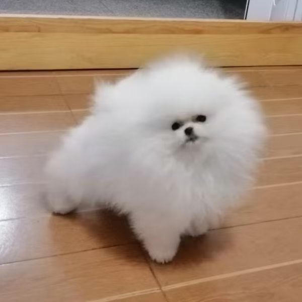 【鑫美家】精品博美比熊