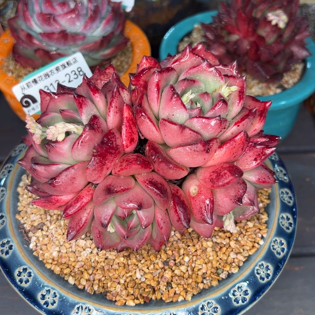 从前慢多肉精选编号0313.238