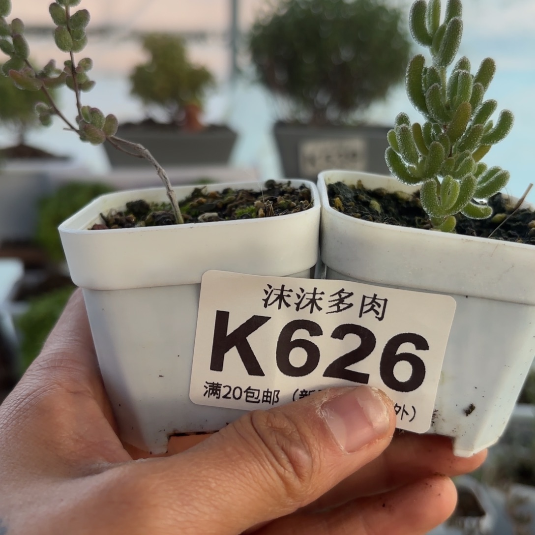 十****626冰橙和白虎斑锦阻