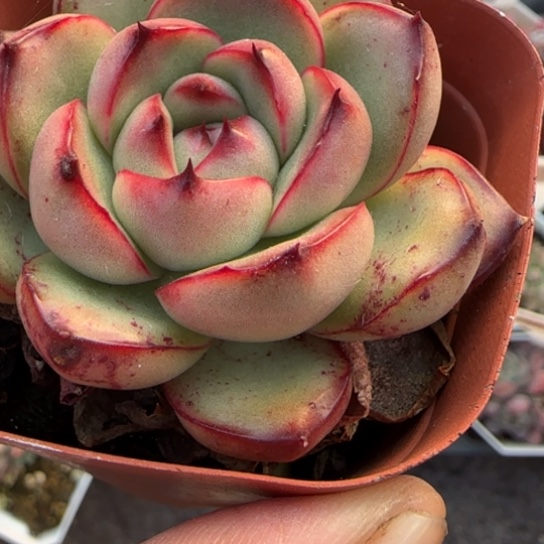 187万宝龙多肉植物多