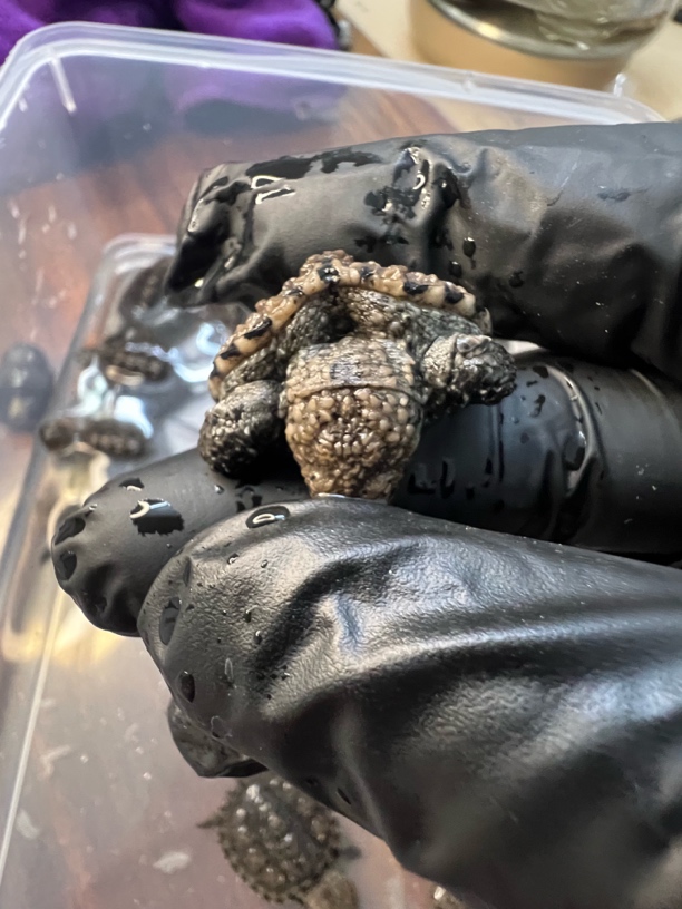 人工繁育佛鳄爆剌野配野小苗