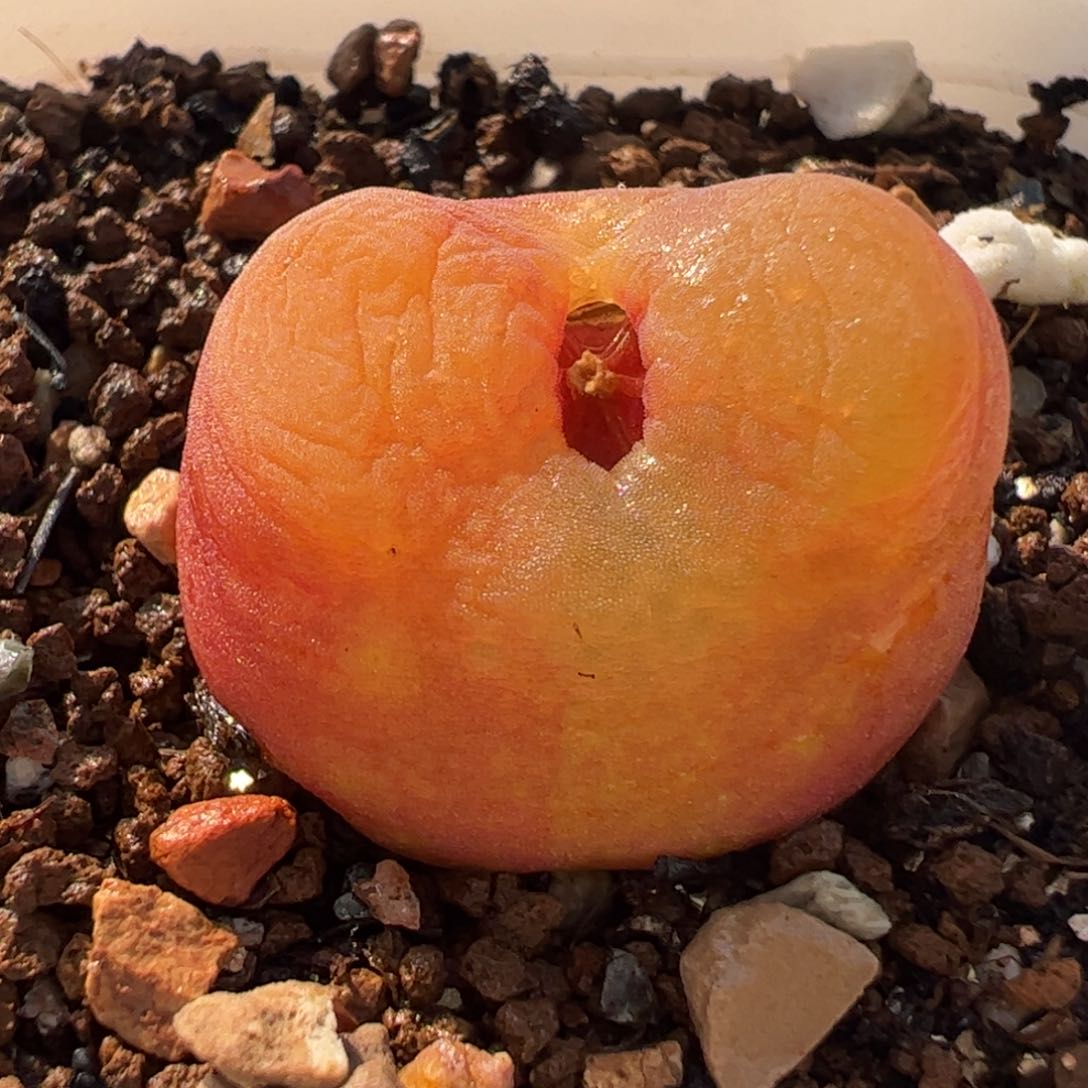 063多肉植物百科