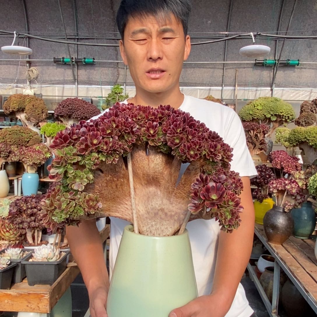 欧嘉丽朵朵缀不带盆土