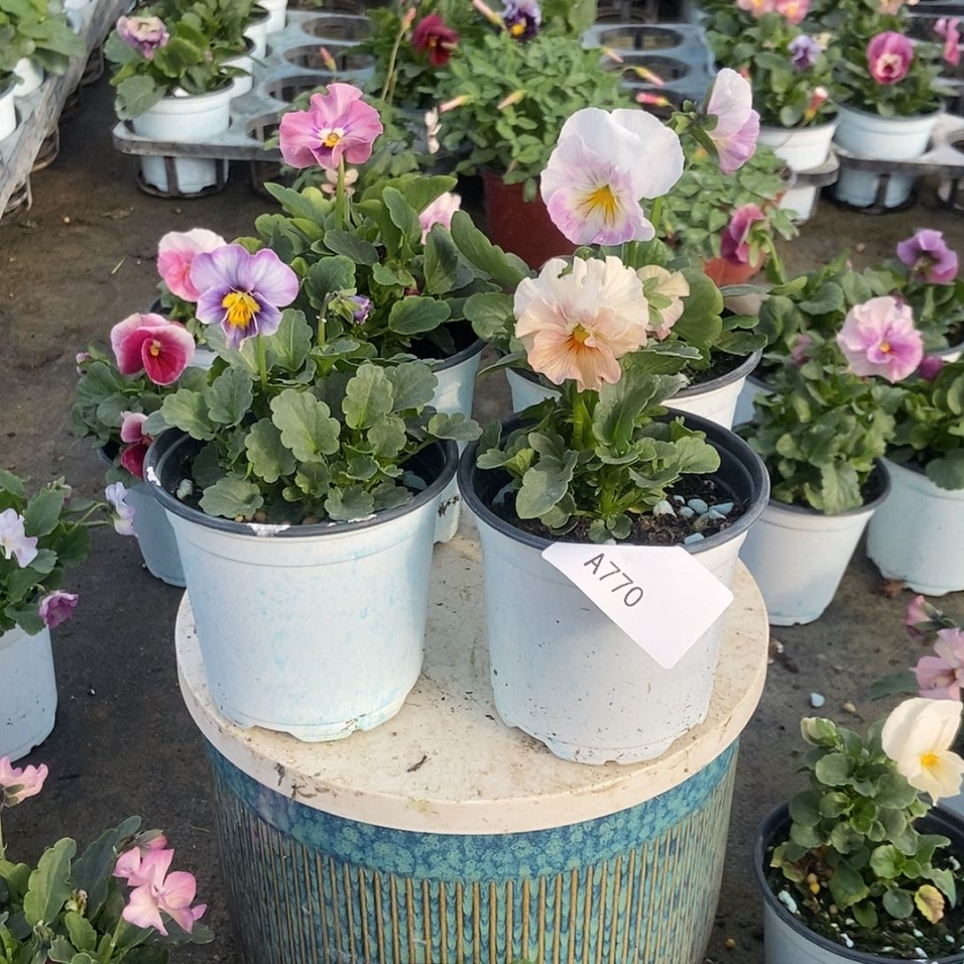 大部分花苞少量开放770