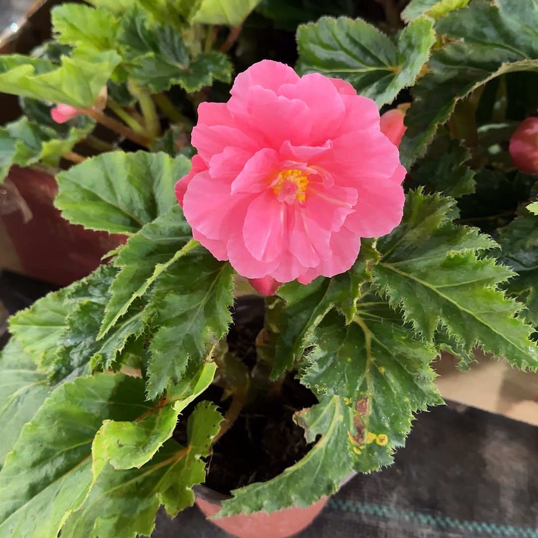 绿叶粉夫妻 球根海棠