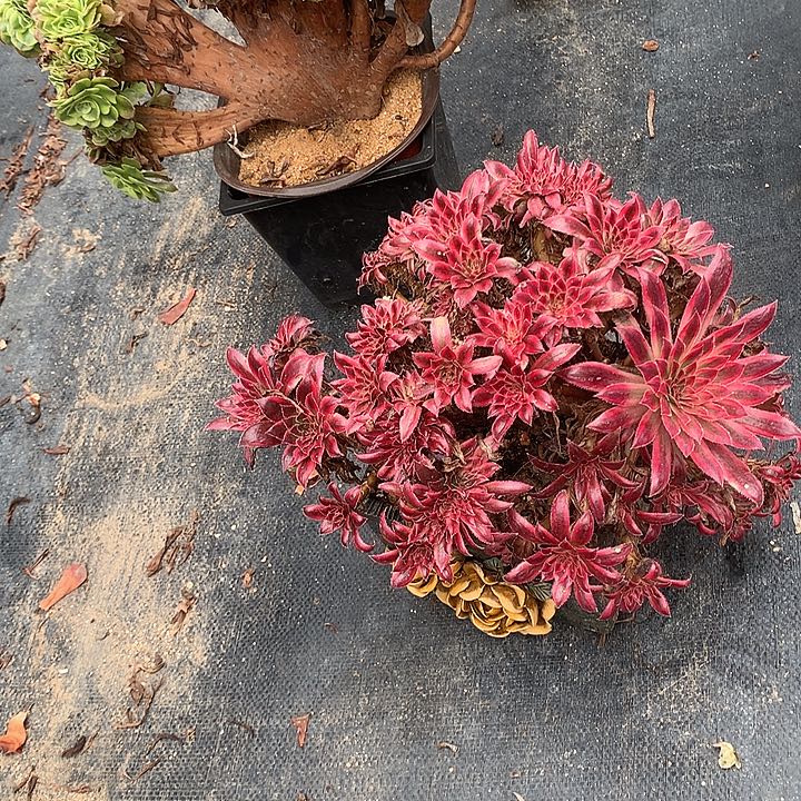 瑕疵朱雀朵朵脱土发货
