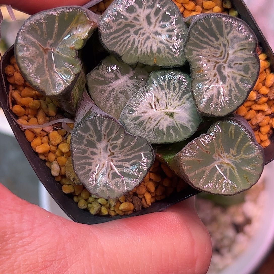 翡翠龙万象十二卷多肉