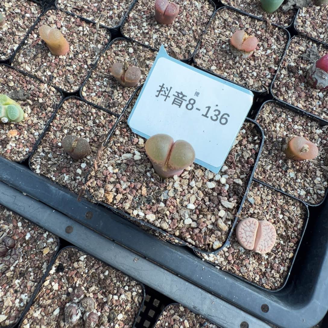 叶***宝8-136肉锥多肉植物，