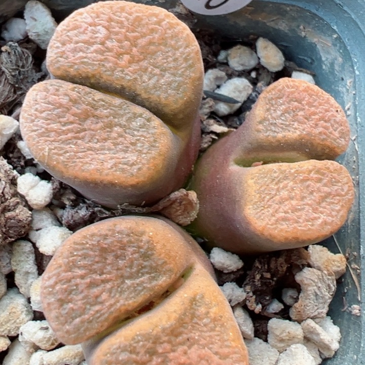 443号11111111111111