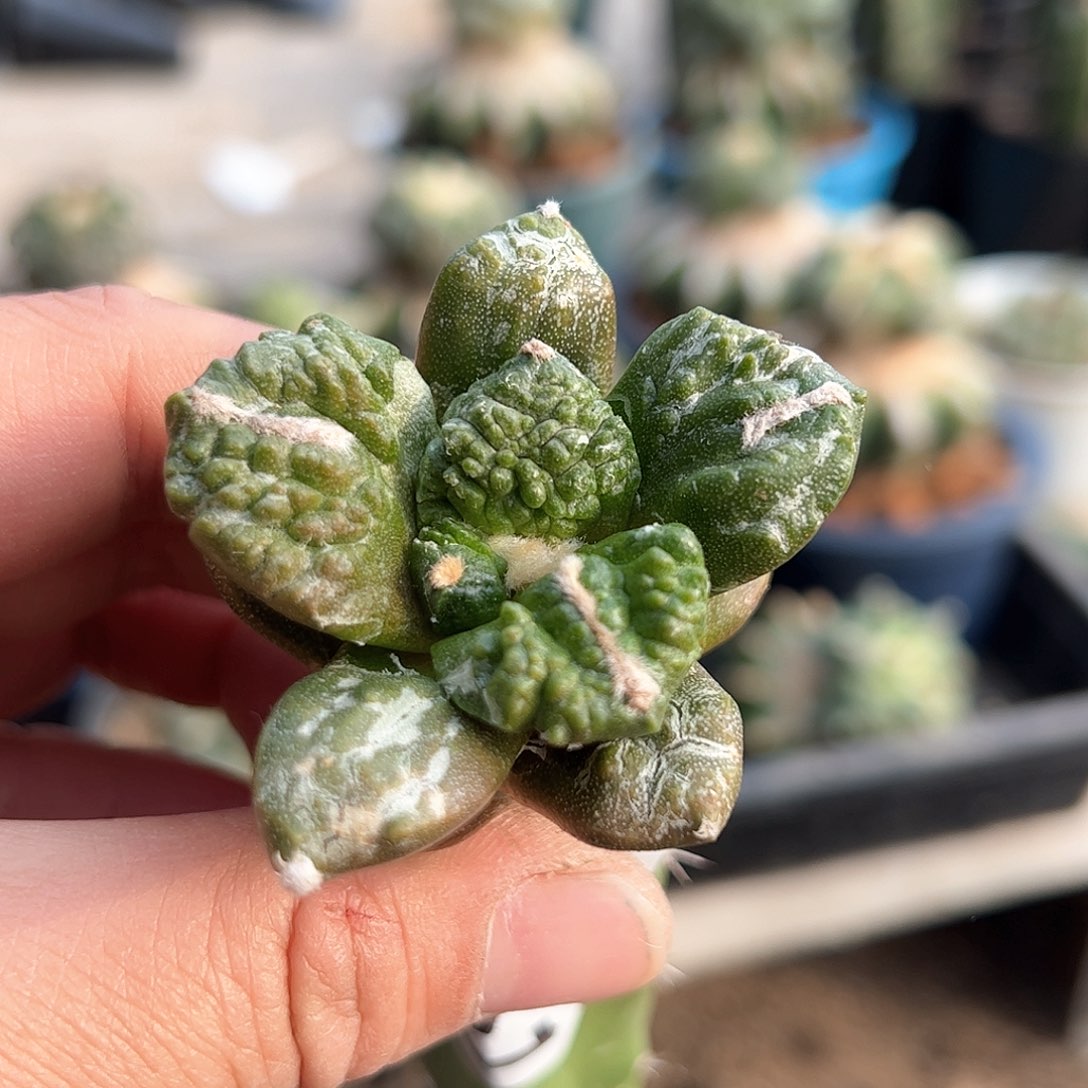 021龟甲新年快乐mm