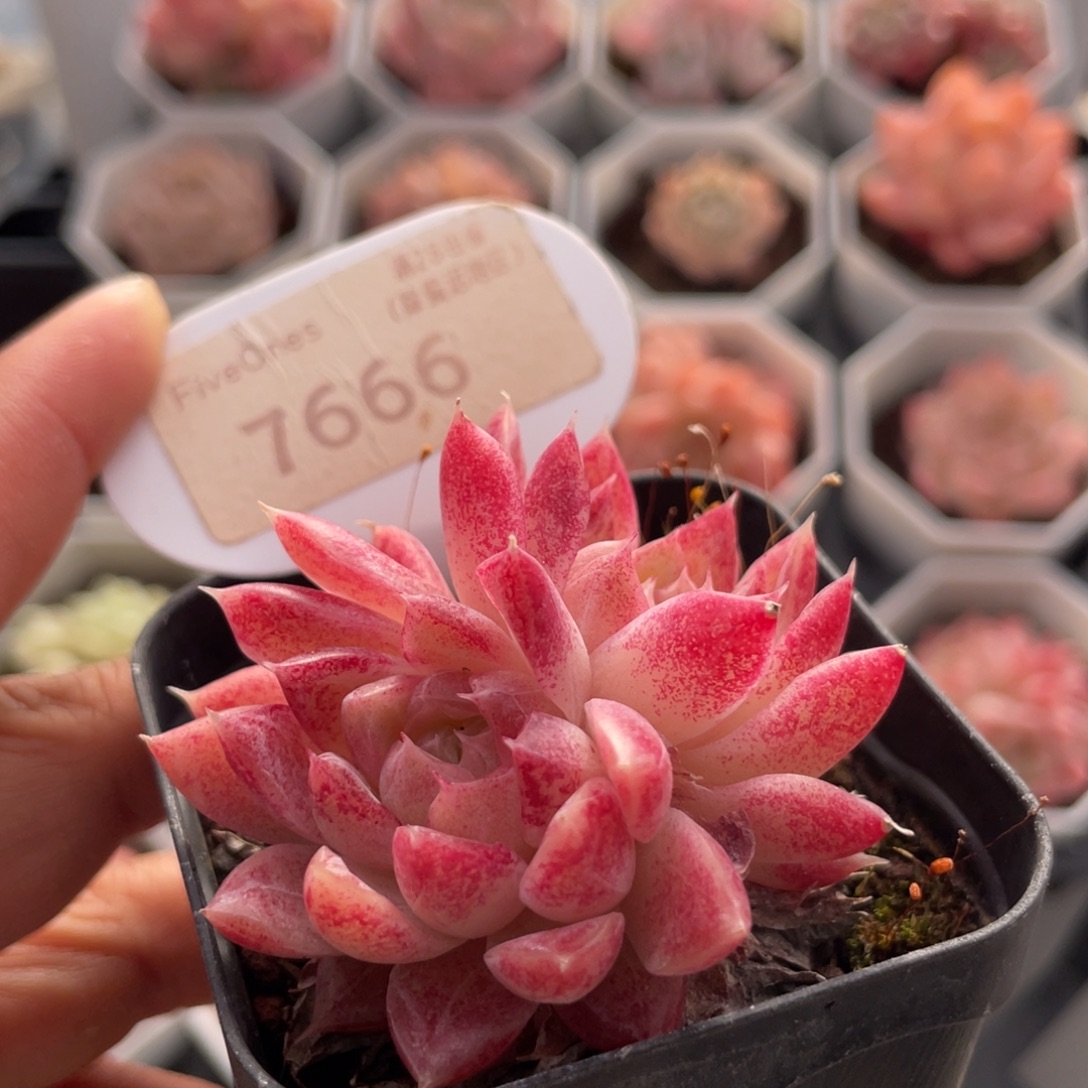 胭脂扣7666-5.0厘米