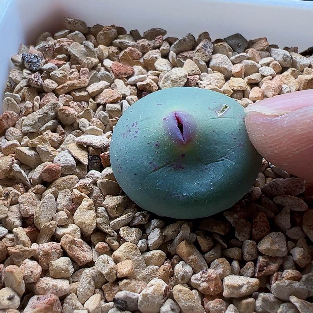 DOWS5年母本，带盆发货。