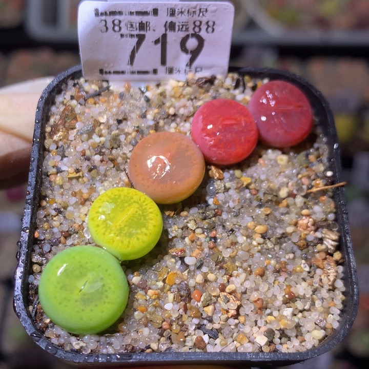 Sss精品生石花719