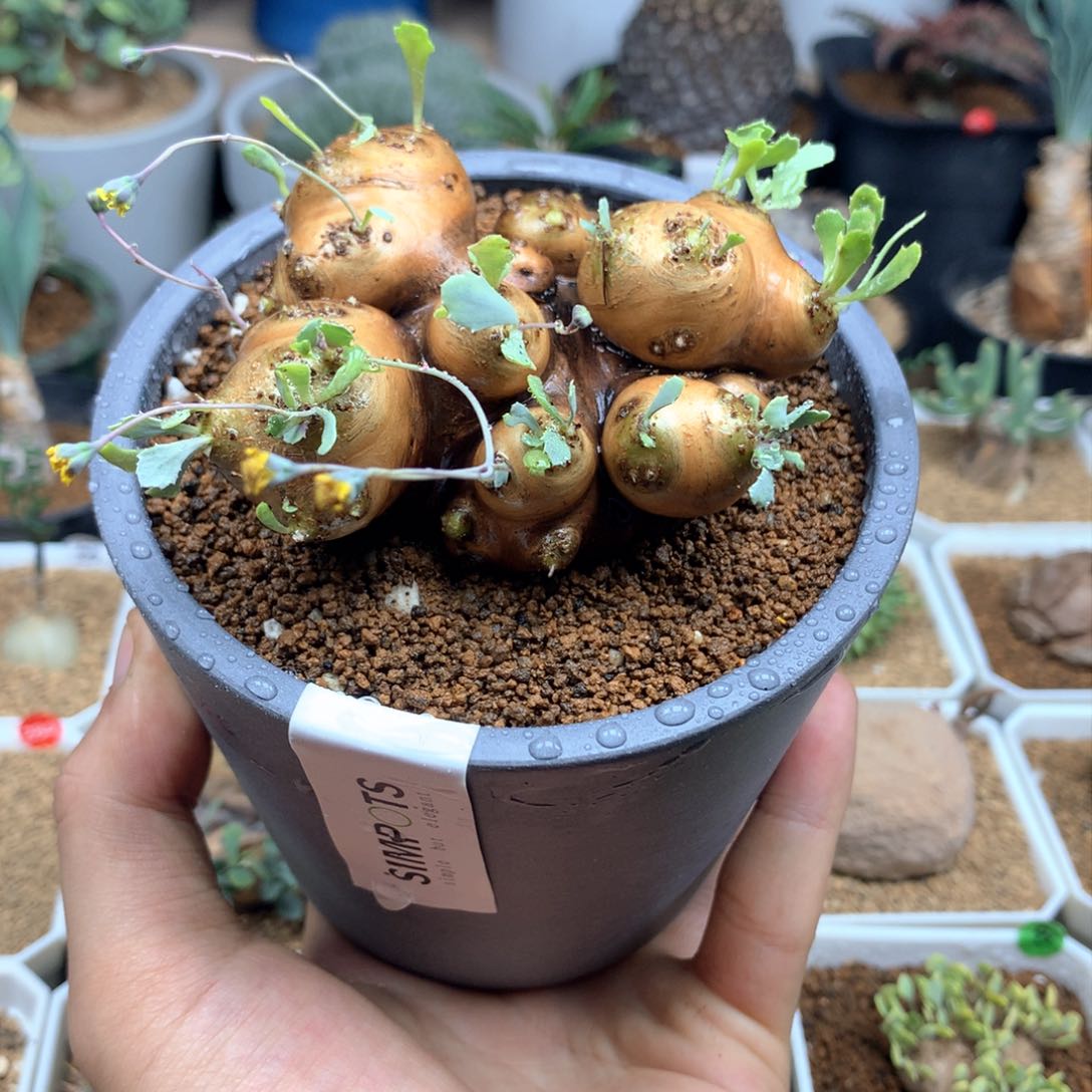 格加厚敦菊母本多肉带盆发货