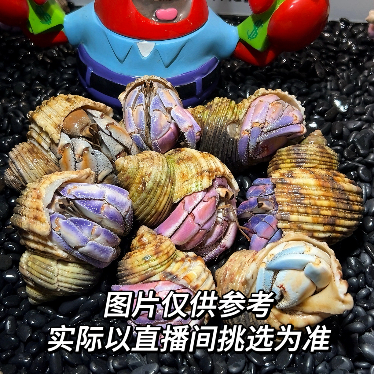 可爱寄居蟹懒人宠物好养耐活陆生