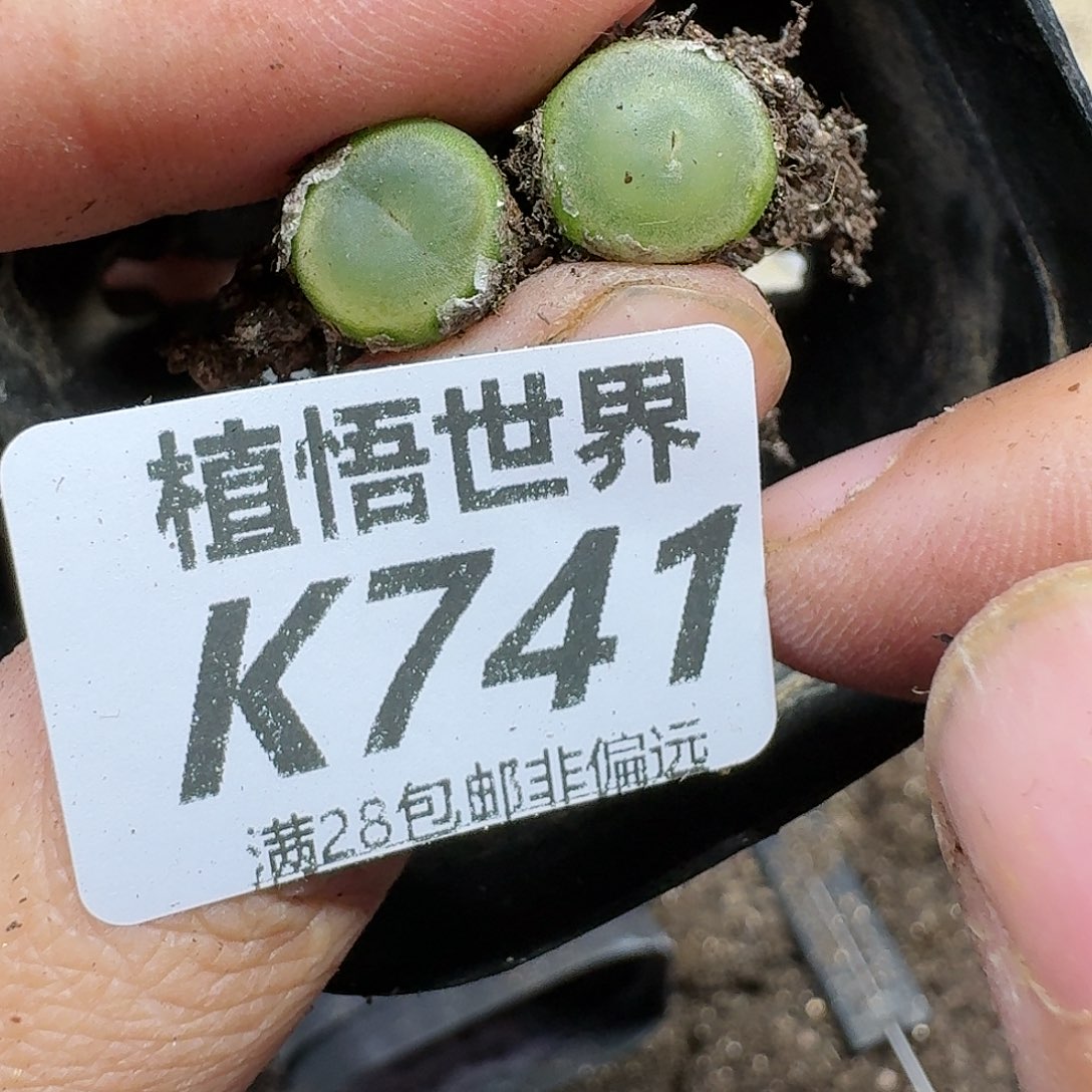 多肉植物的润泽ghnm