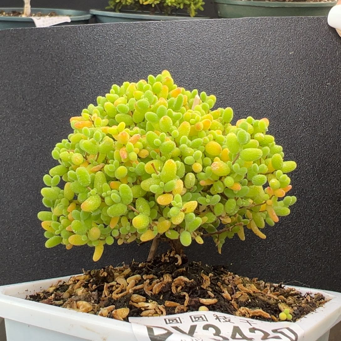 dy3420蘑菇头蜜橘糖球冠幅7.5cm