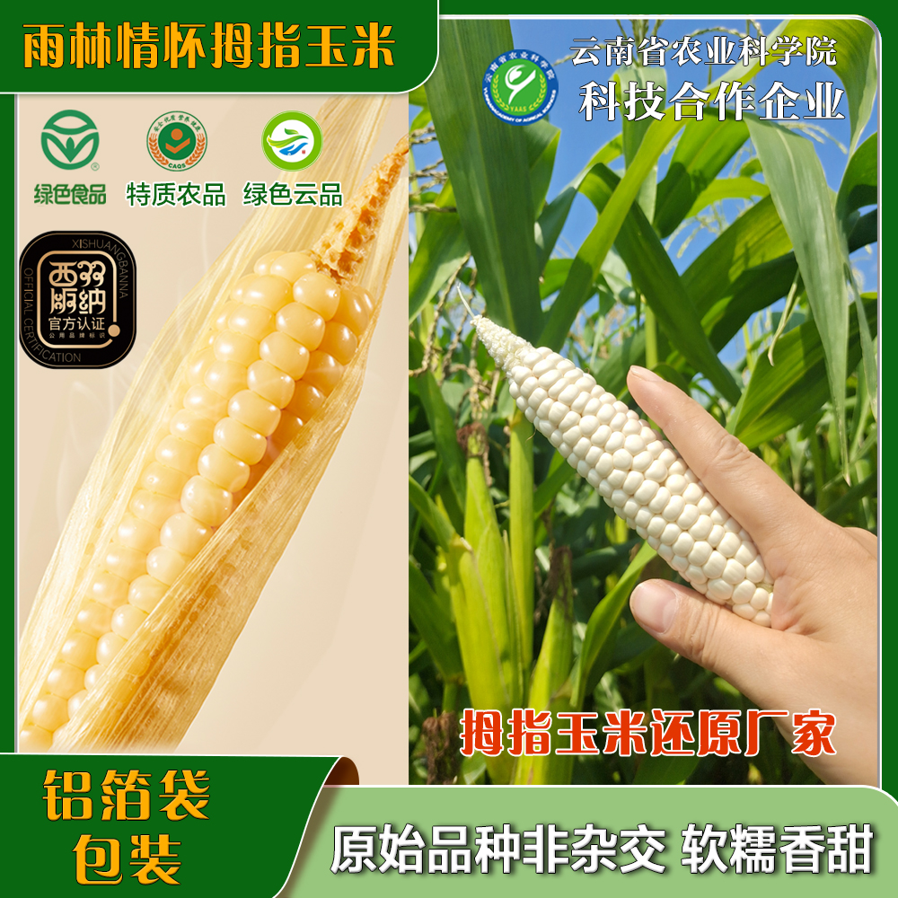雨林情怀绿色食品白糯拇指玉米低脂云南拇指玉米非转基因手指玉米