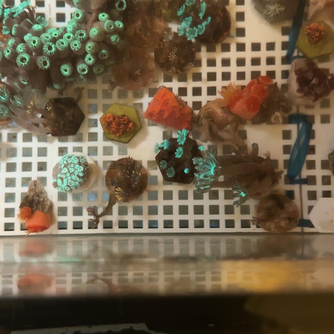 记***长纽扣珊瑚金边 绿叶11111