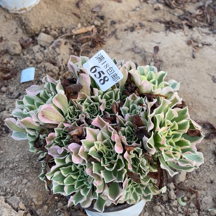 658雨花石绣球1bei