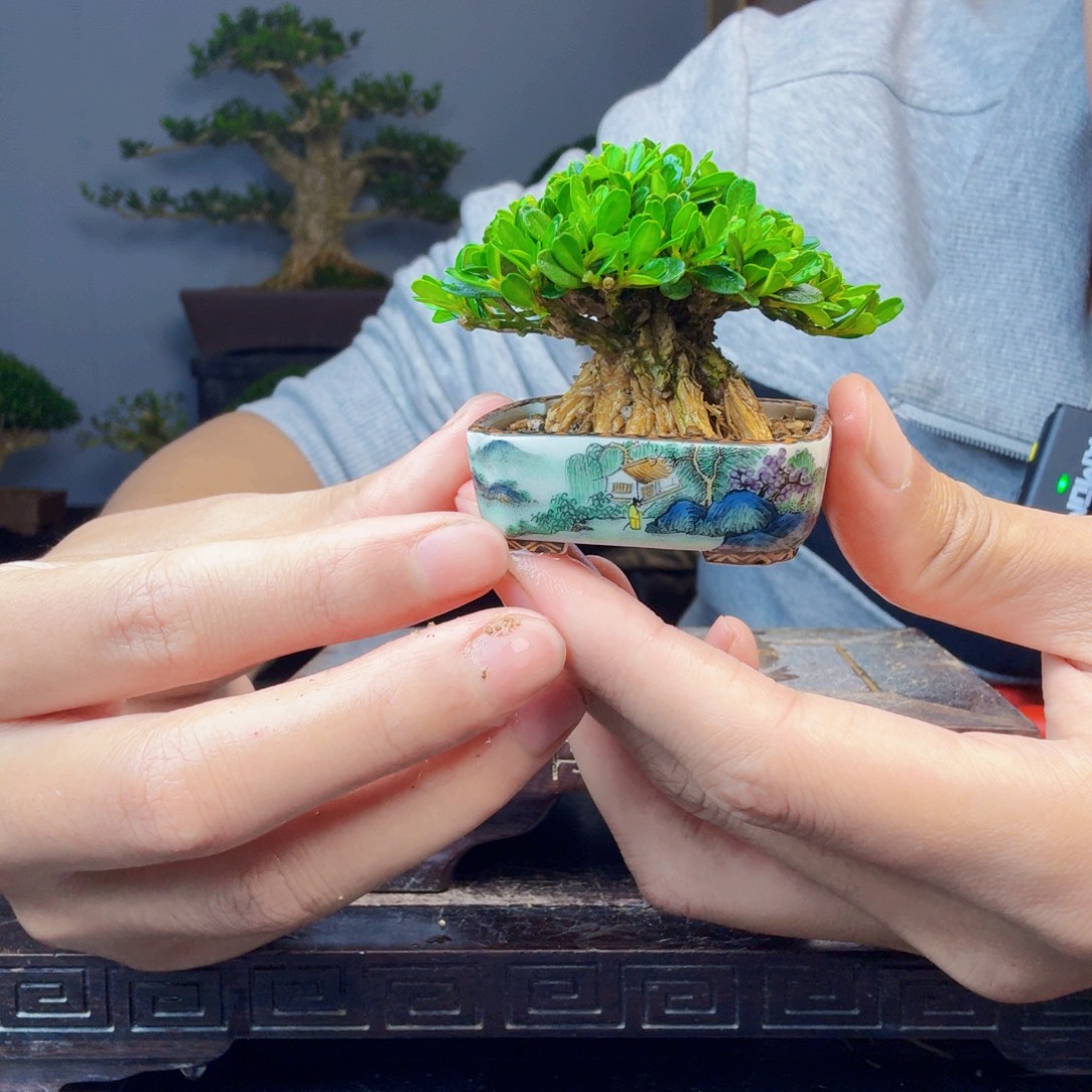 无花朵黄杨盆景一物一拍