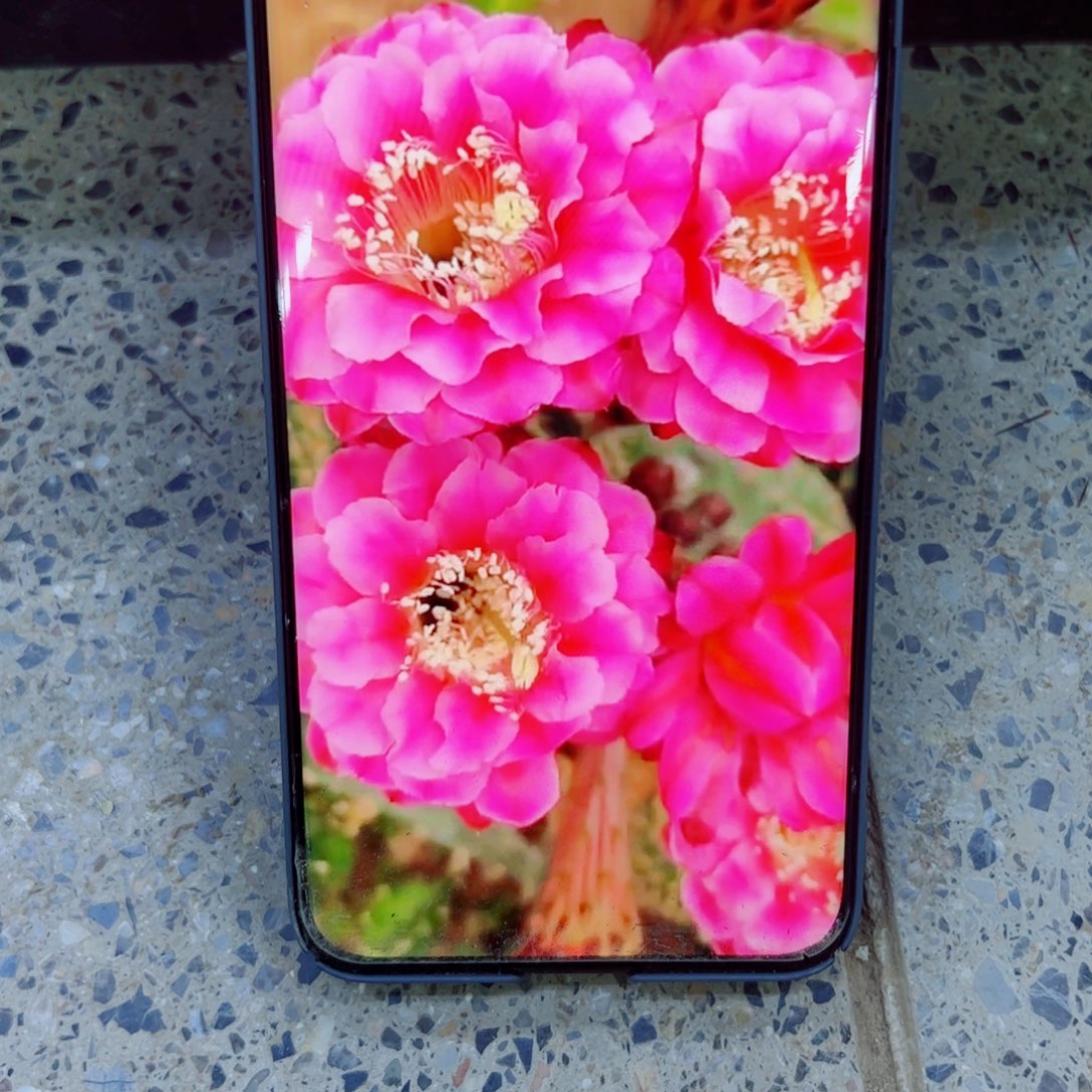 下39彩草牡丹歪无根侧芽4公分左右20包邮
