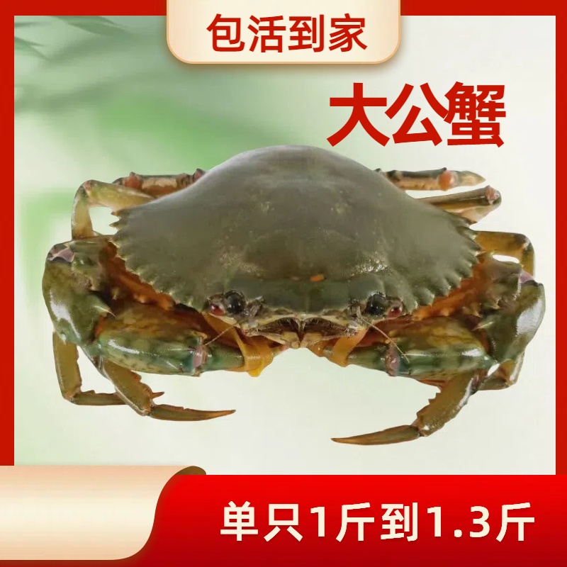  【包活到家】大公蟹菜蟹单只净重1斤-1.3斤 东山岛海捕野生菜蟹