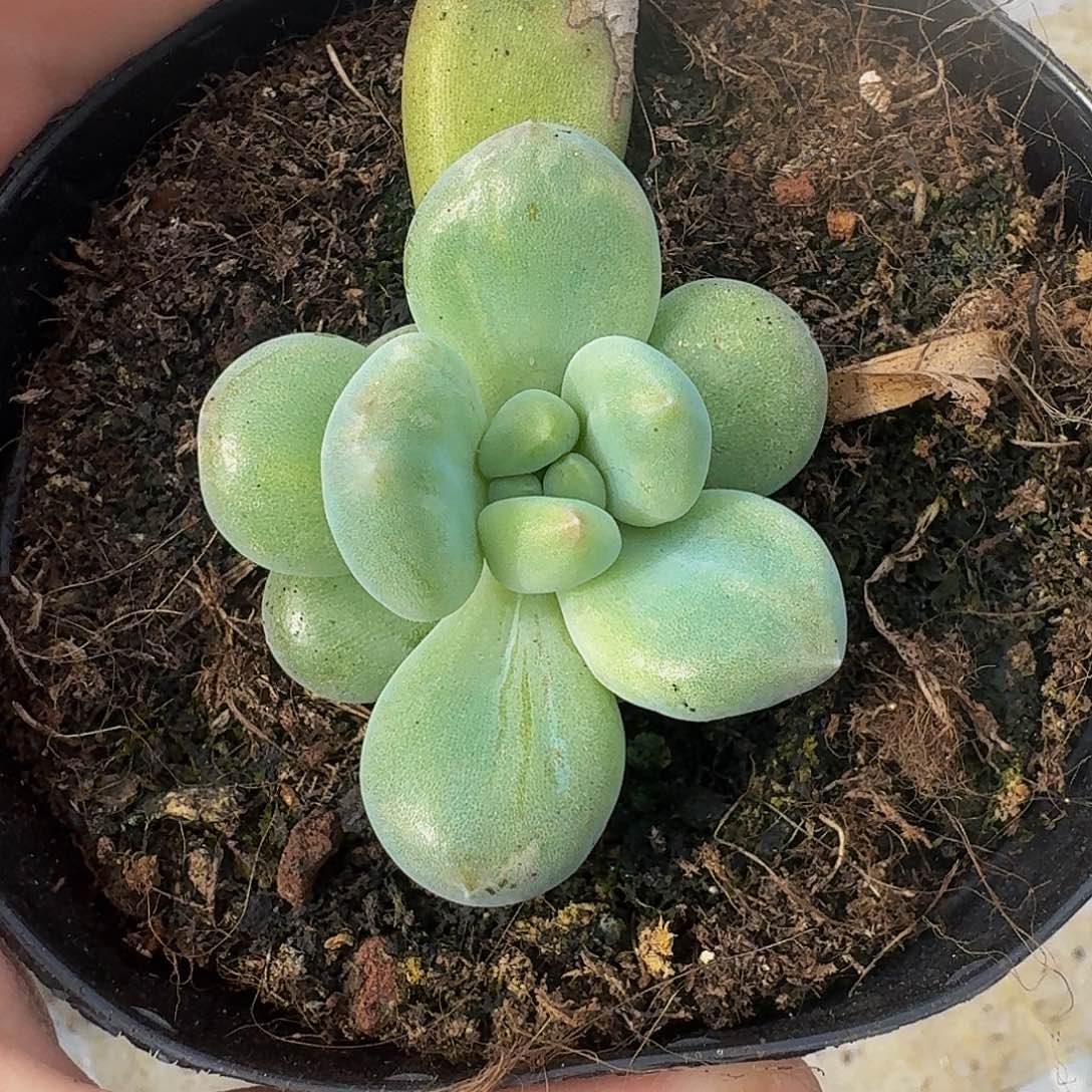 黄胖体 哥特 石化 一物一拍