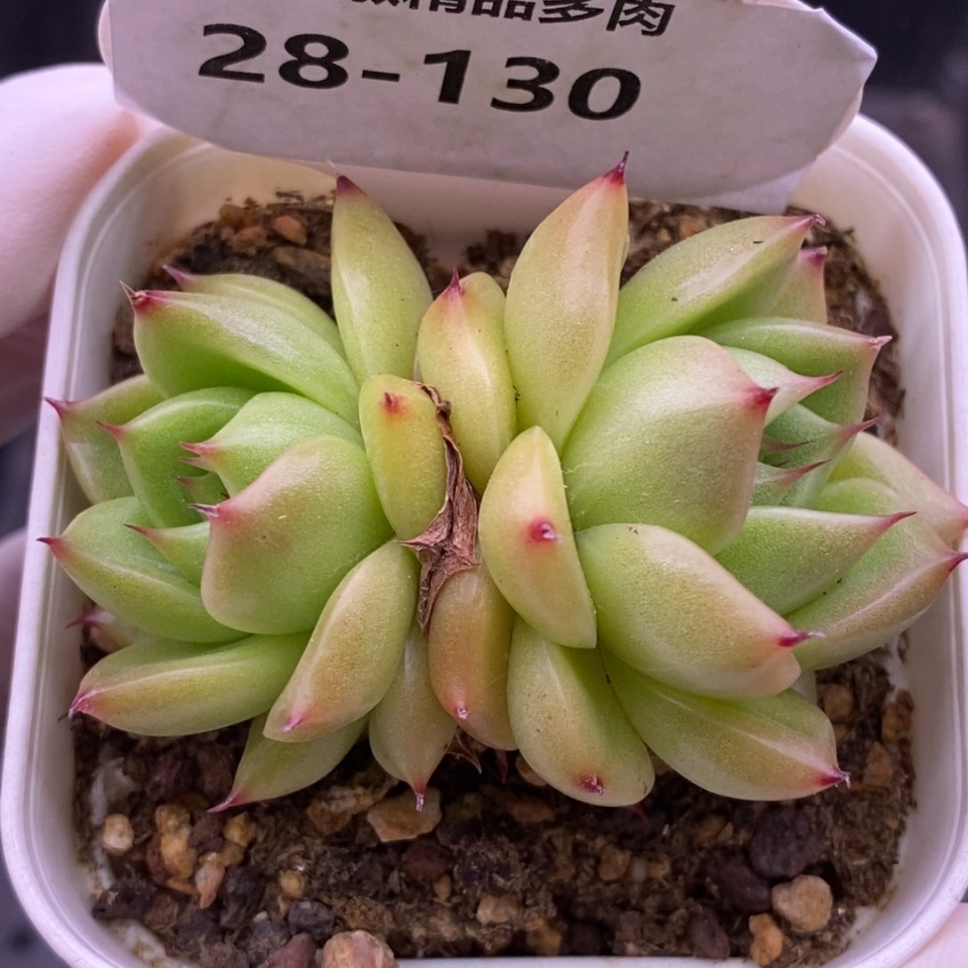 【闪购商品】28-130