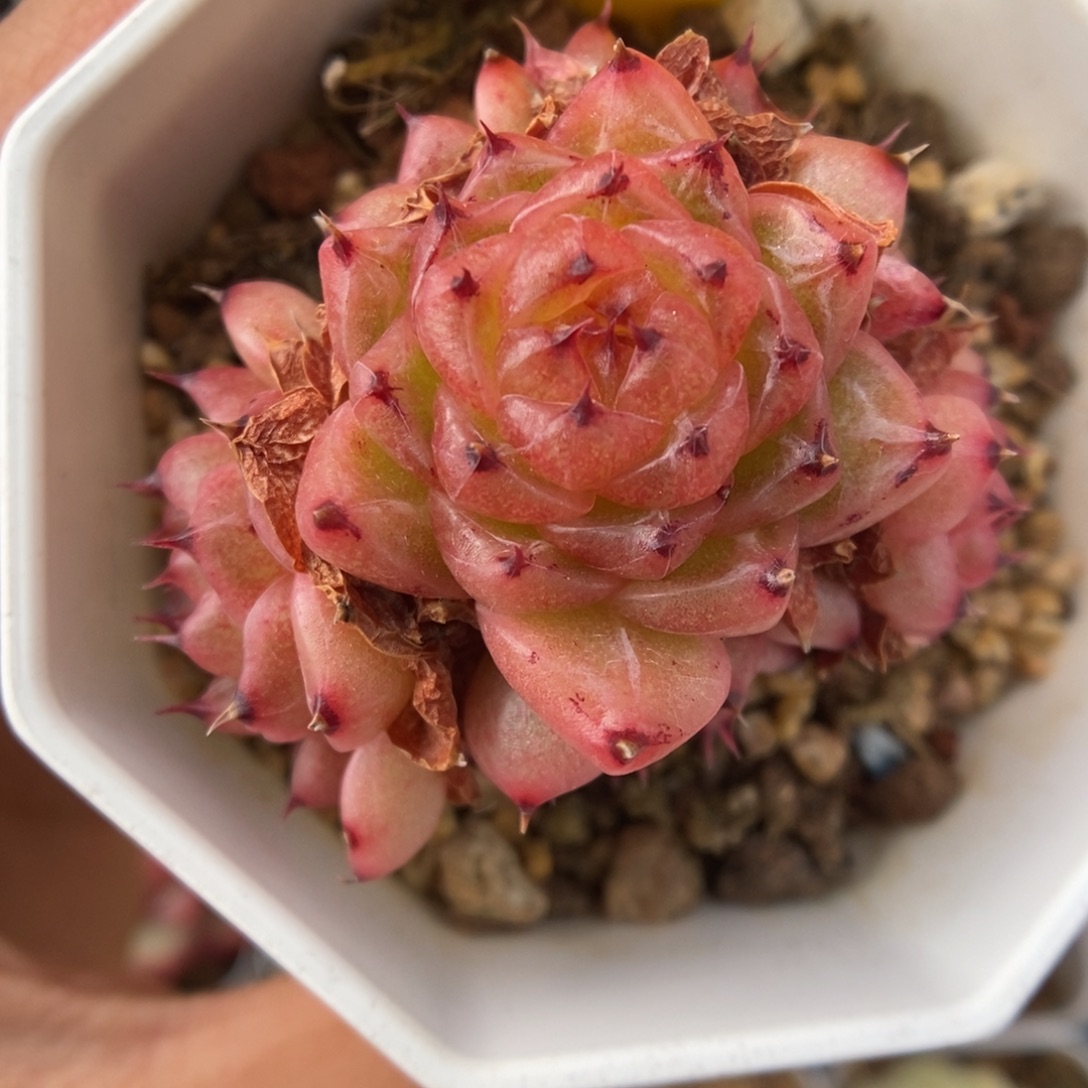 润玉珍妮群生351号。  