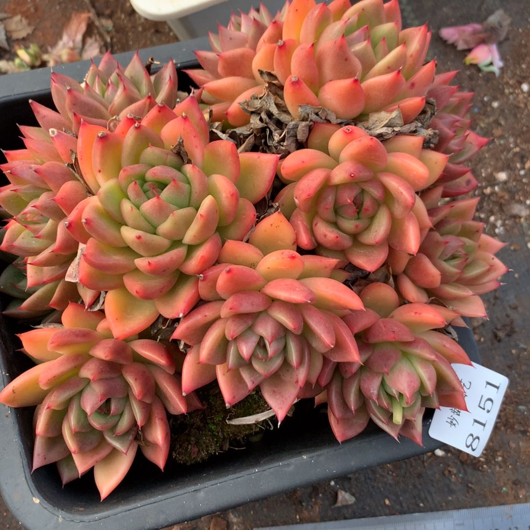 8151杂交多肉植物