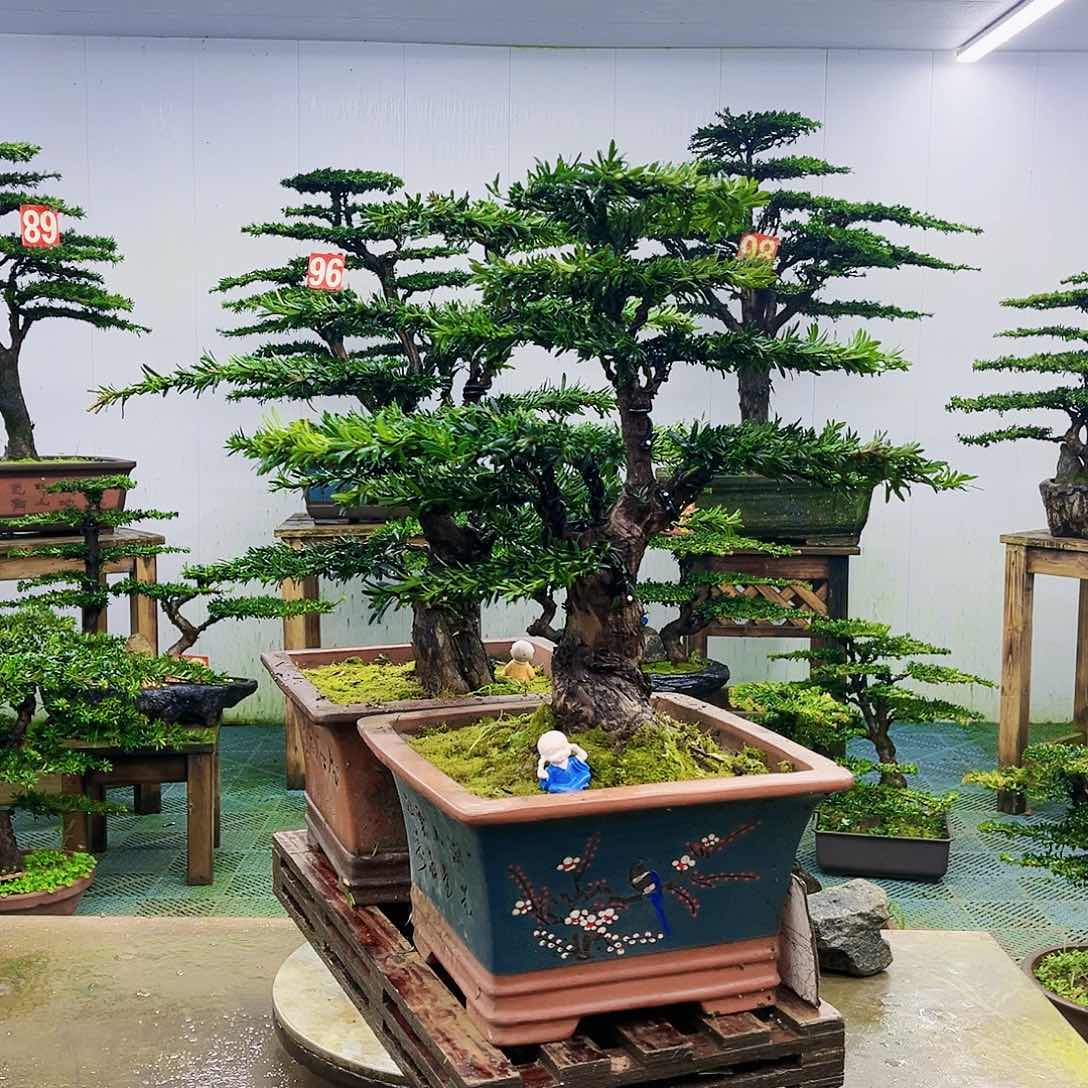 完全开放罗汉松盆景艺术