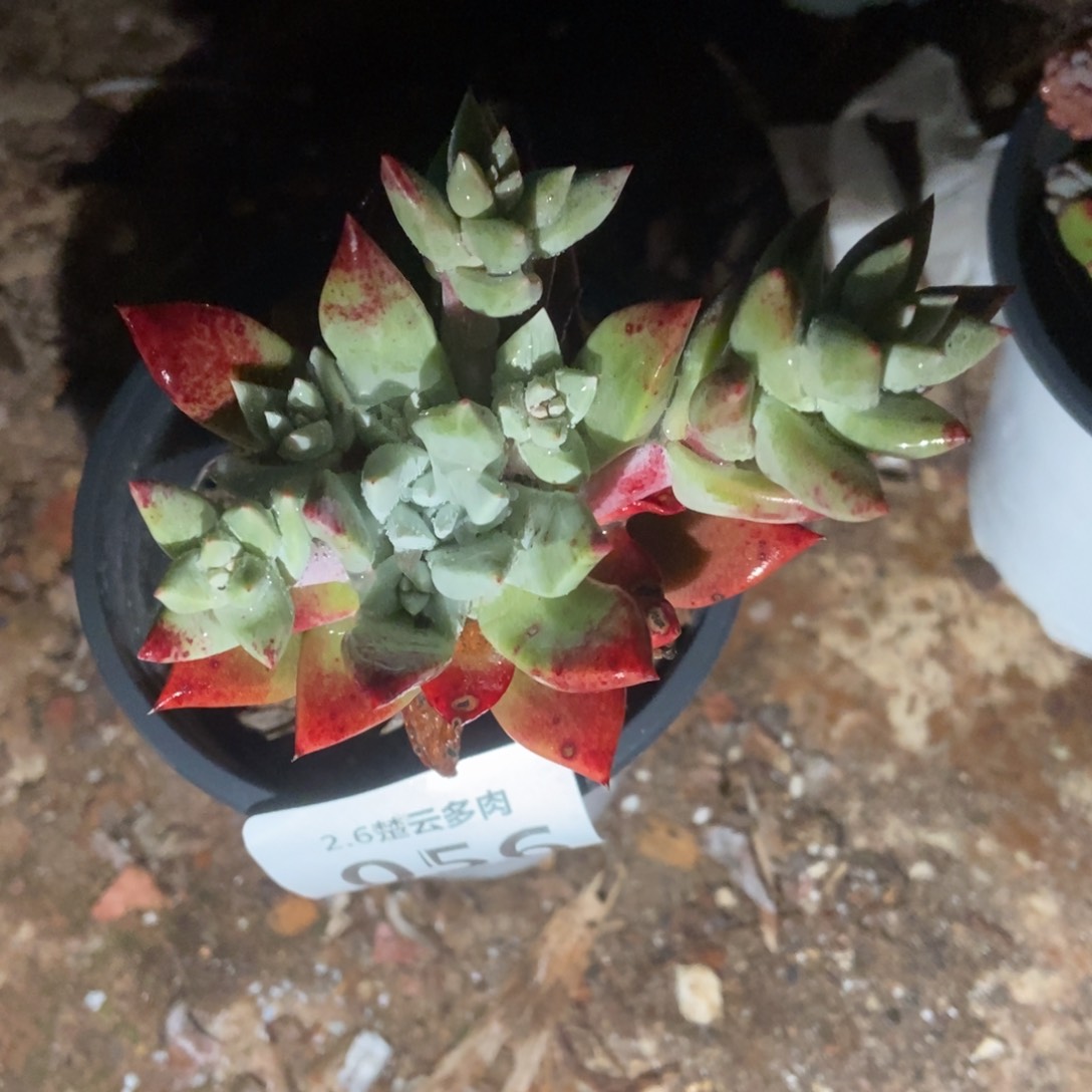 056厚叶玫瑰多肉植物