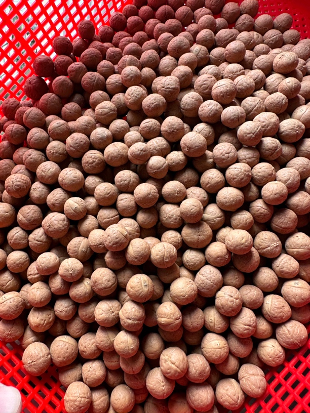 38号凤眼菩提散籽940颗左右尺寸11-14