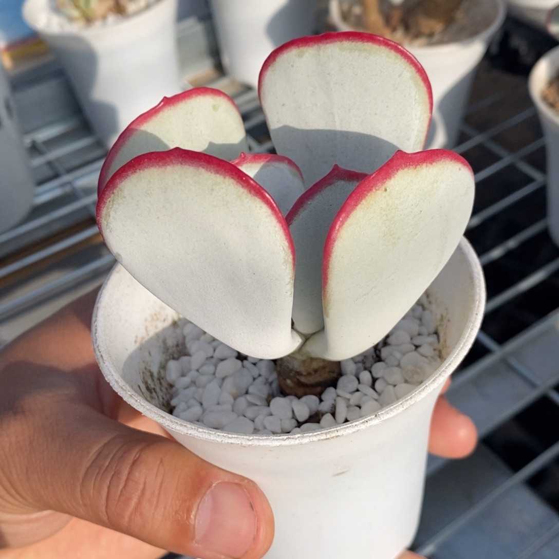 【闪购商品】正版白眉