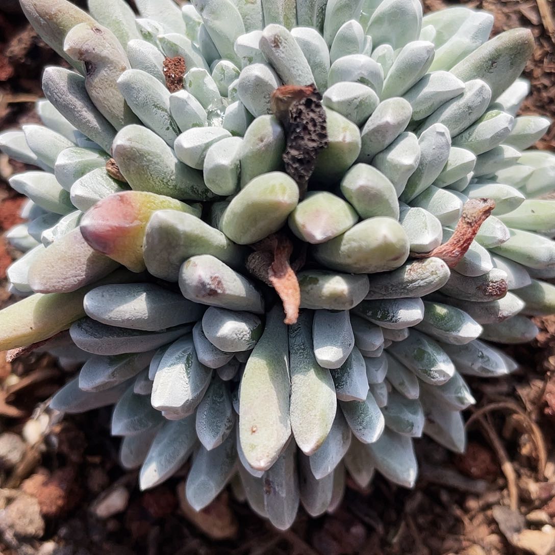 仙女杯豆豆多头0175