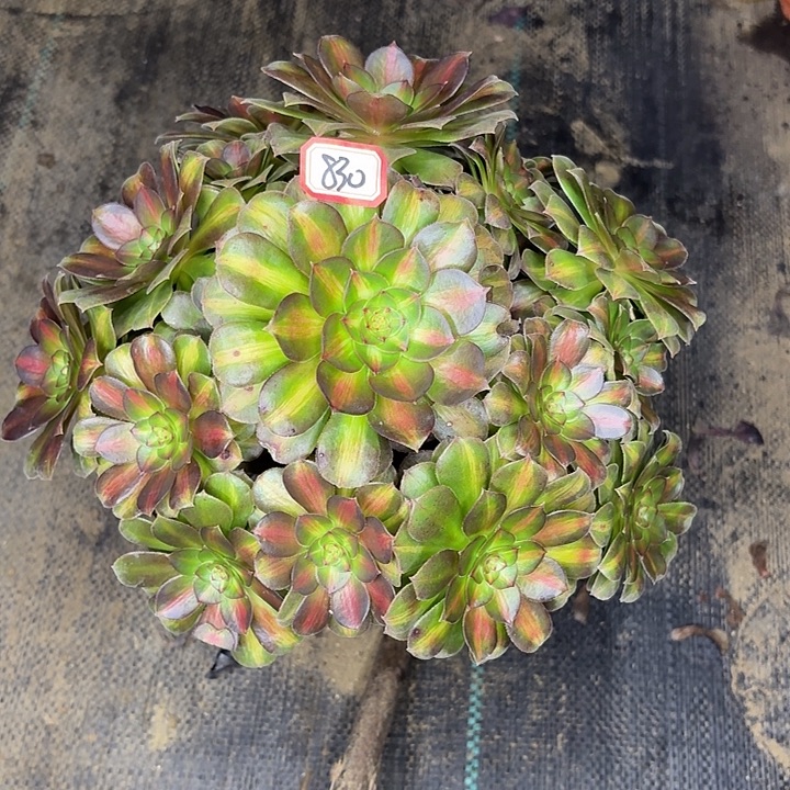 优选抹茶830多肉植物