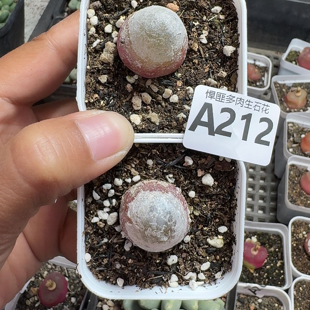 212多肉植物多肉植物