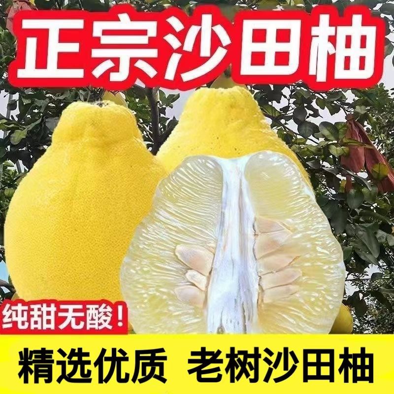【原产地直发】纯甜柚子广东梅州沙田柚正宗桃尧金柚甜心柚非白柚