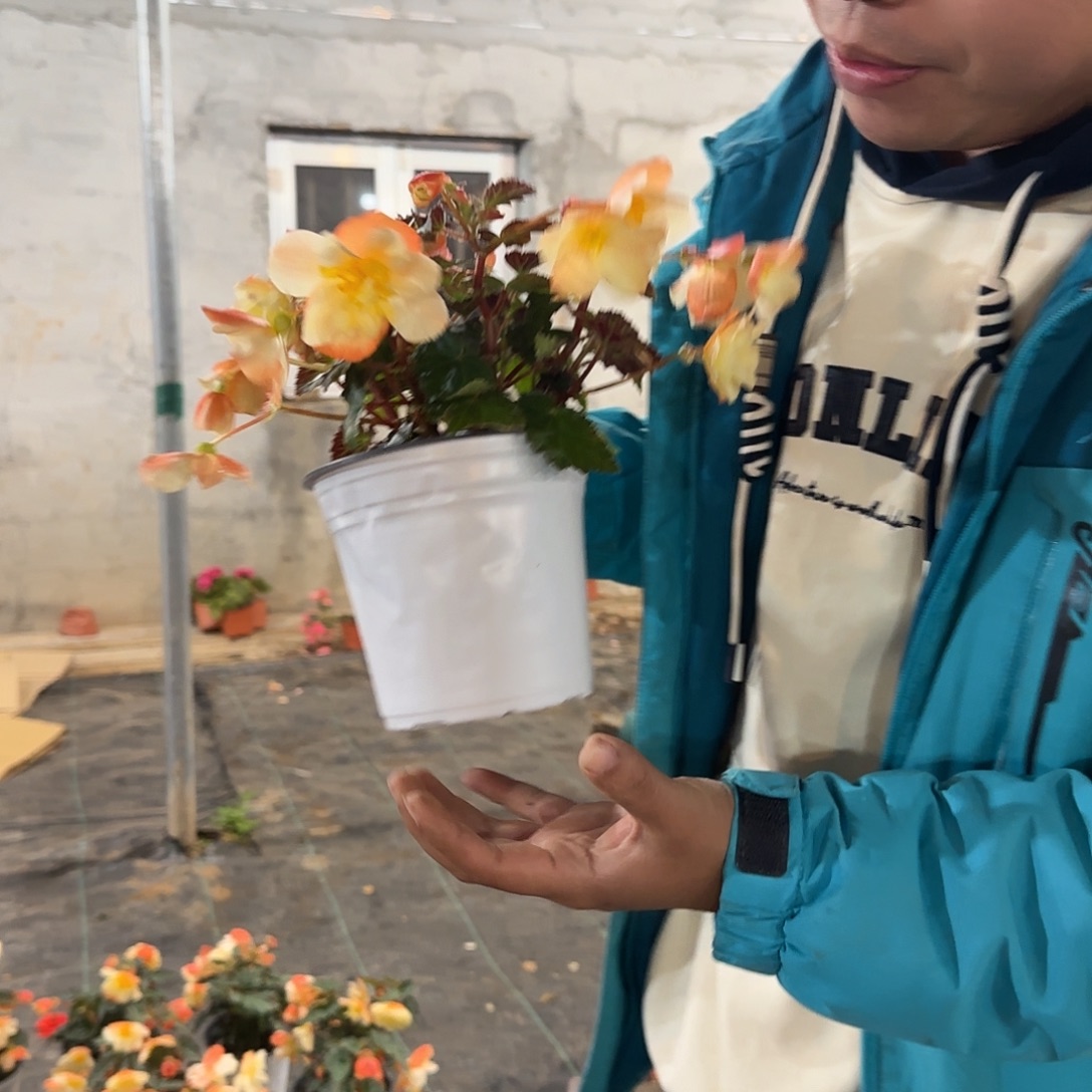 一代多分支白桃，掉花折叶正常介意勿拍不拍保温冻死不售后