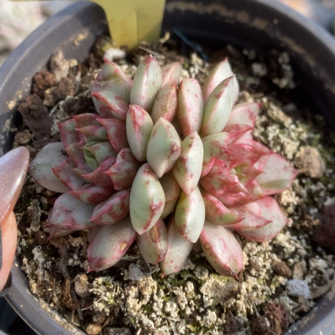 728血燕锦锦锦锦锦锦