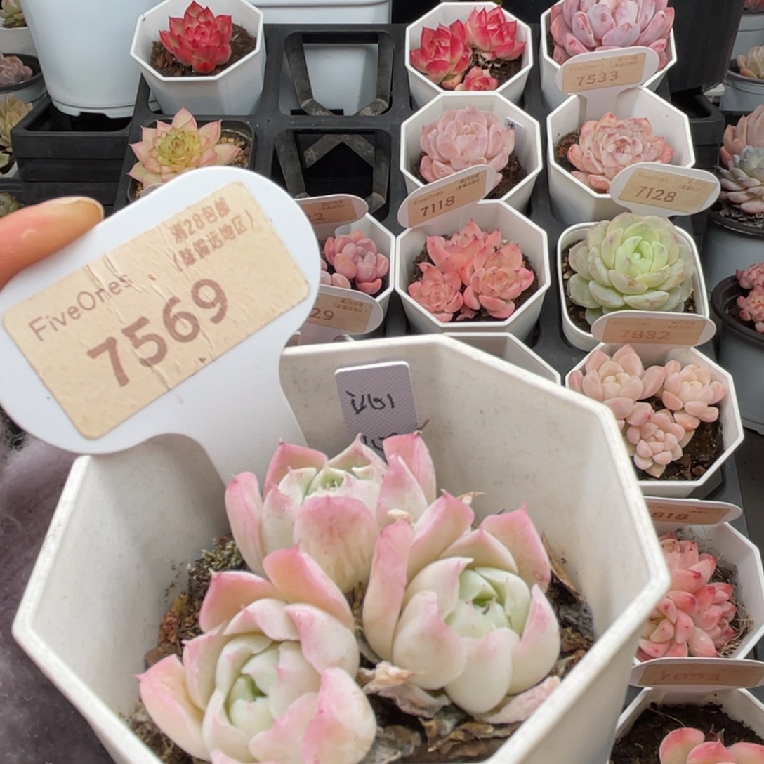 沁心7569-4.5厘米